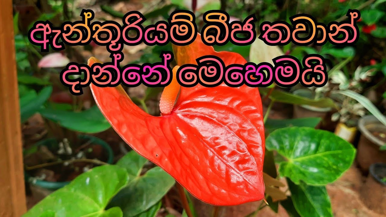 ඇන්තූරියම් බීජ තවාන් දාන්නේ මෙහෙමයි. This is how anthurium seedlings are planted.RM Flowers