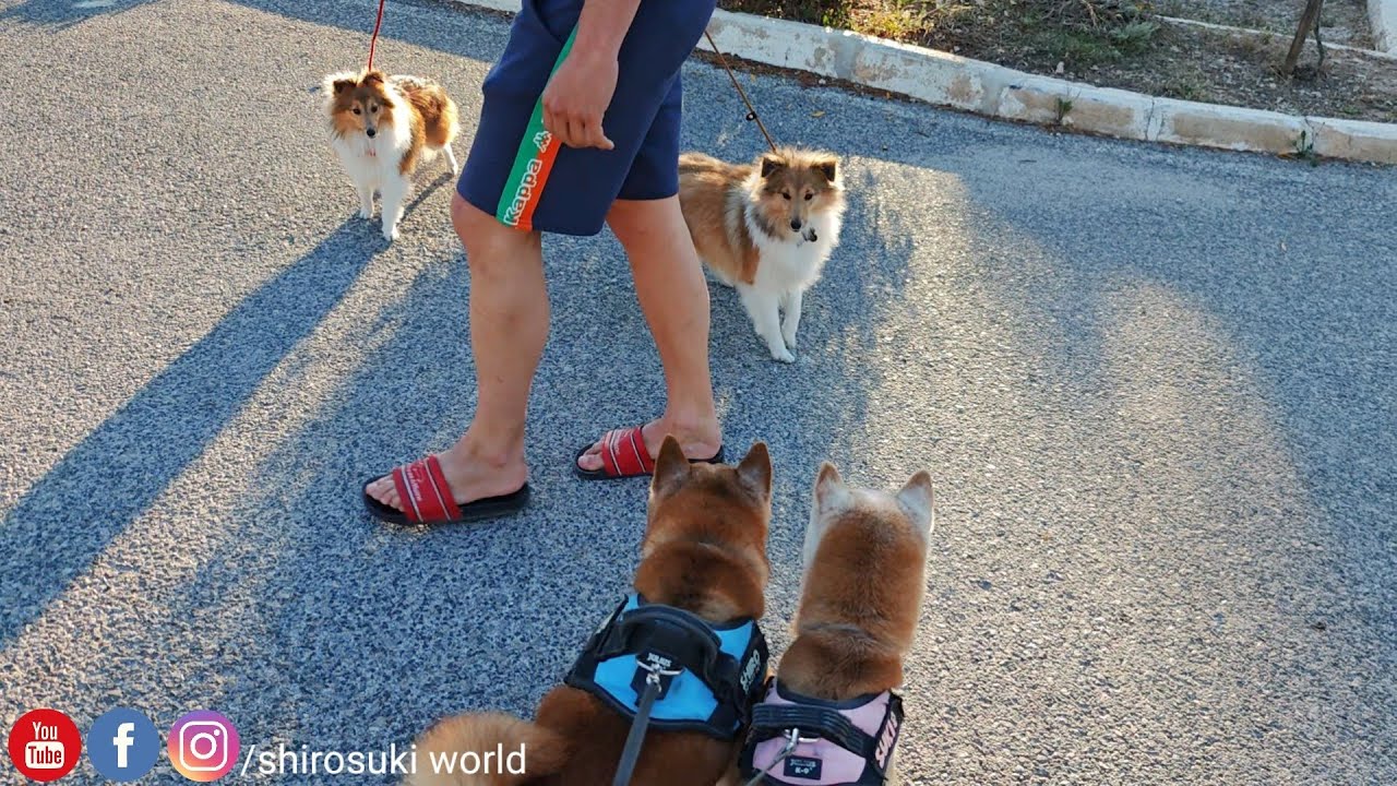 So excited to meet hooman #2 puppies!!