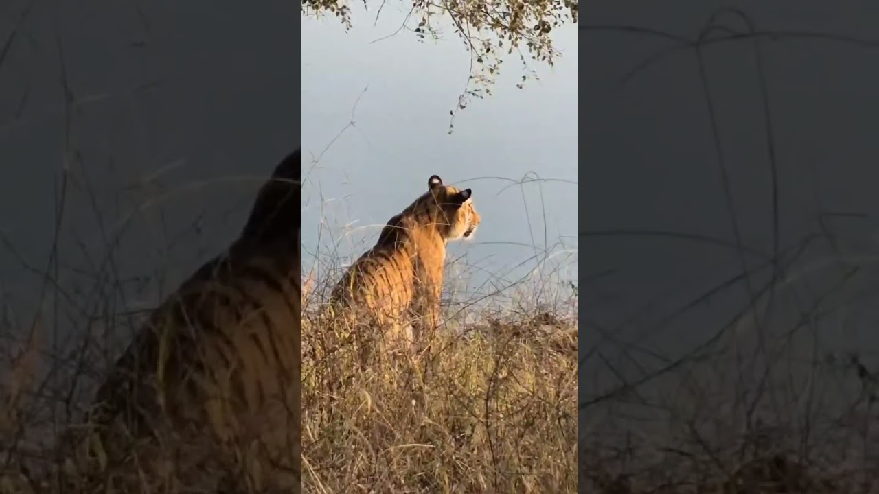 Tigress Riddhi's cubs Super Sighting at Ranthambore Zone 4 I Tigress Riddhi’s Cubs Spotted in Zone 4