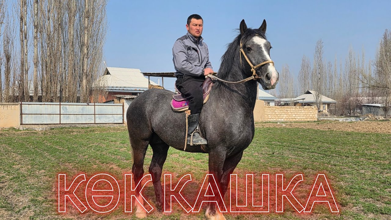 Көк кашка ПОлЬША АРГЫН ЖЕҢИЛ АТ👍18 марта 2026 г.