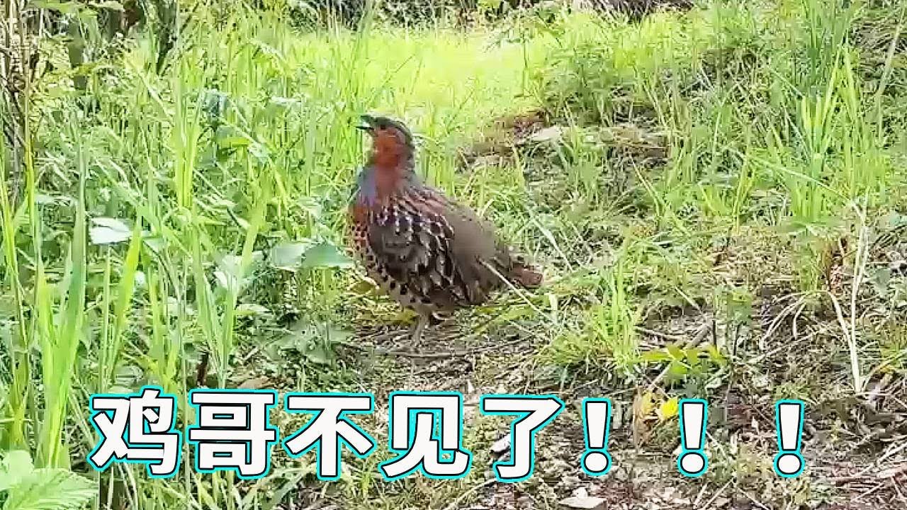 鸡哥不见了！！！对于鸡哥的失踪真的很着急，因为放生真的很难生存！【天下一场梦】