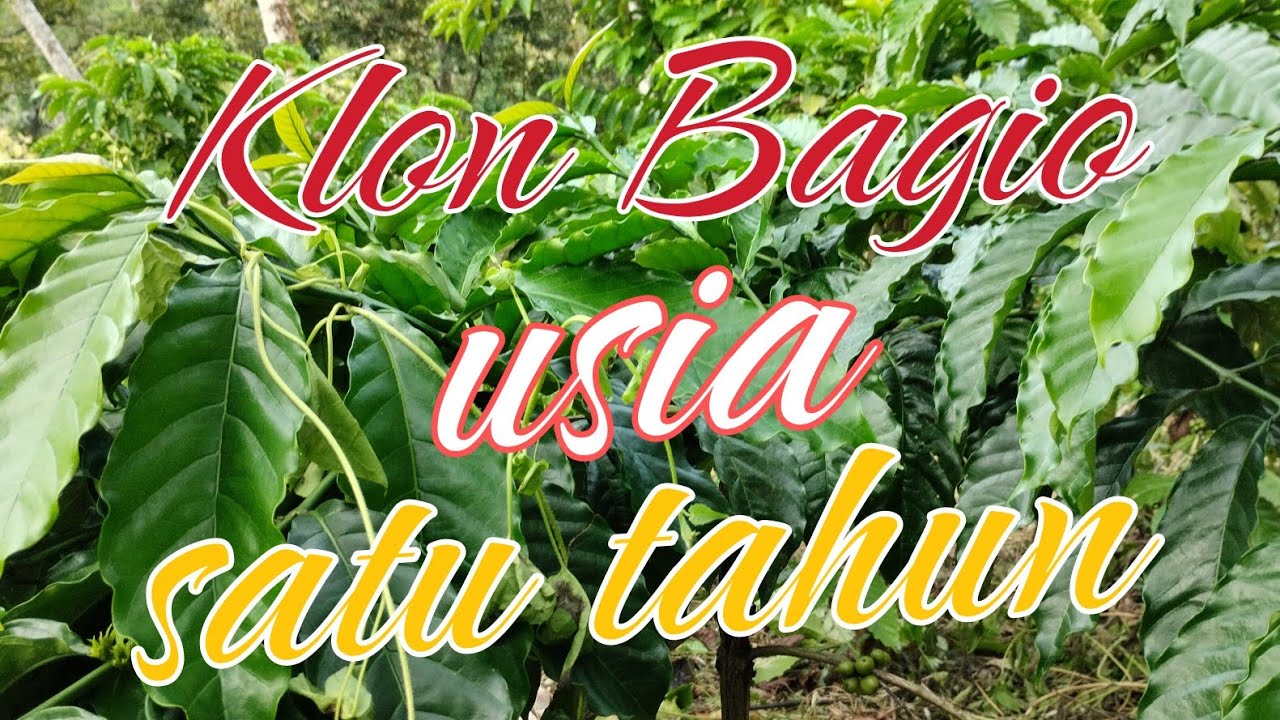 KOPI KLON BAGIO USIA MUDA