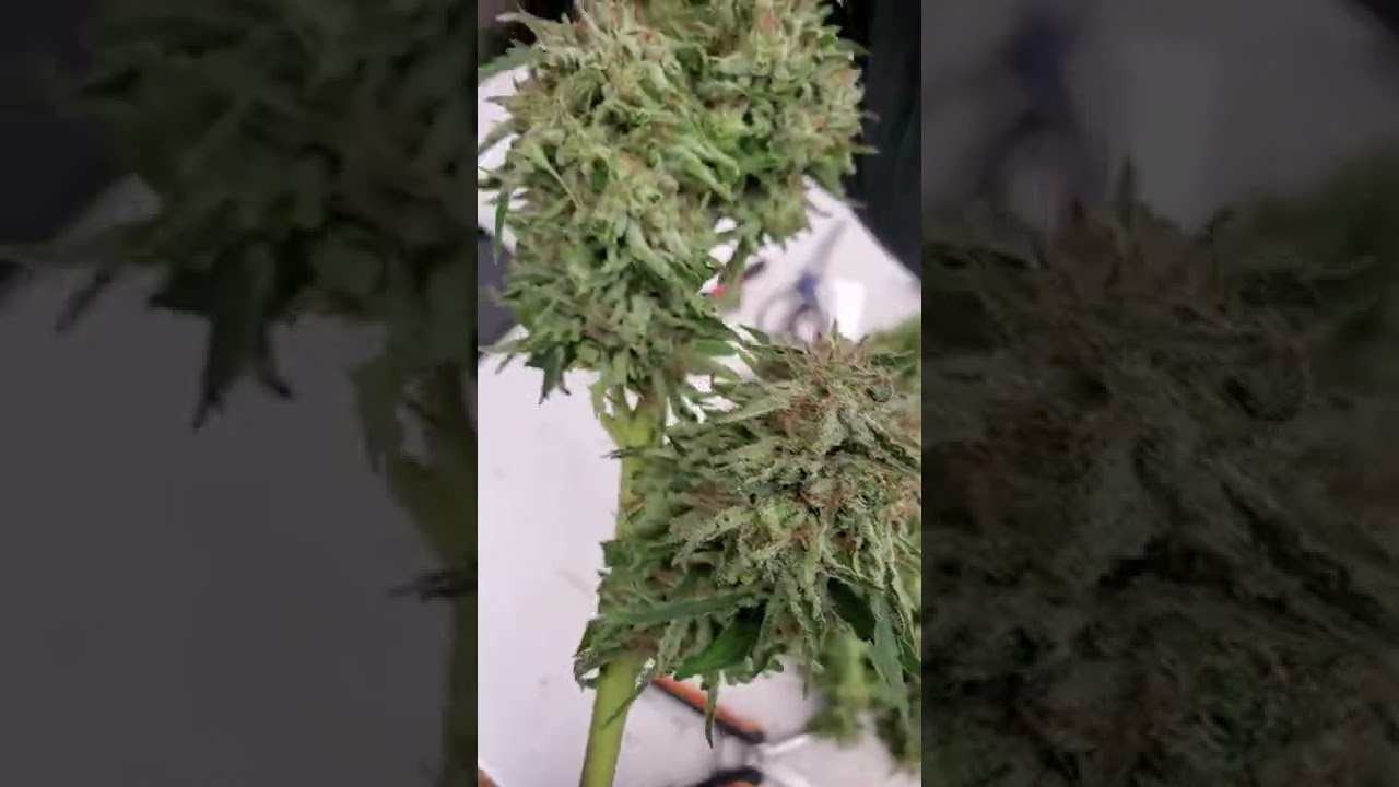 Goji OG x IP