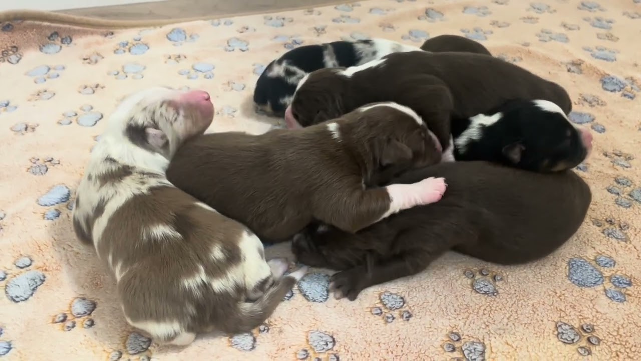 High Desert Aussies Echo’s puppies