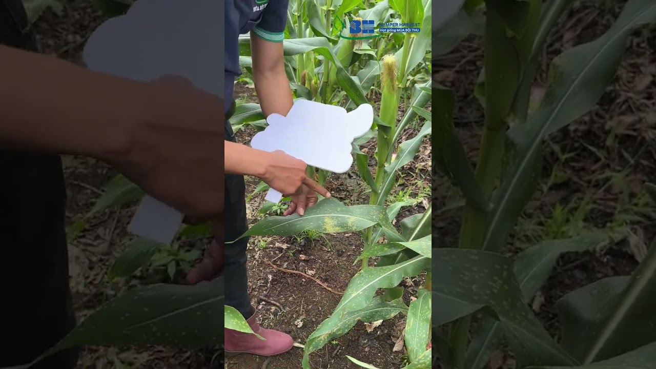 Bắp nếp Sticky 03 New và đối chứng trong mùa mưa bão thì sẽ như thế nào? | Đồng Nai, Tháng 10.2025