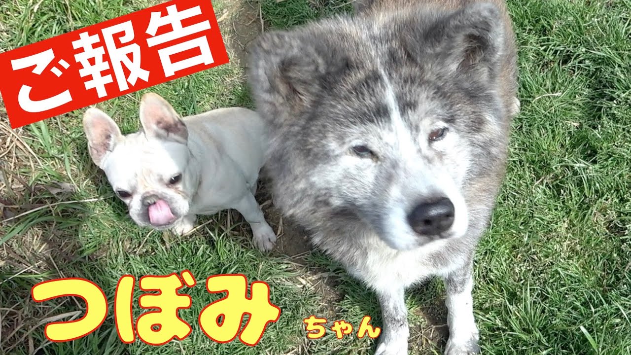 秋田犬つぼみちゃん近況報告　元気ですよ！
