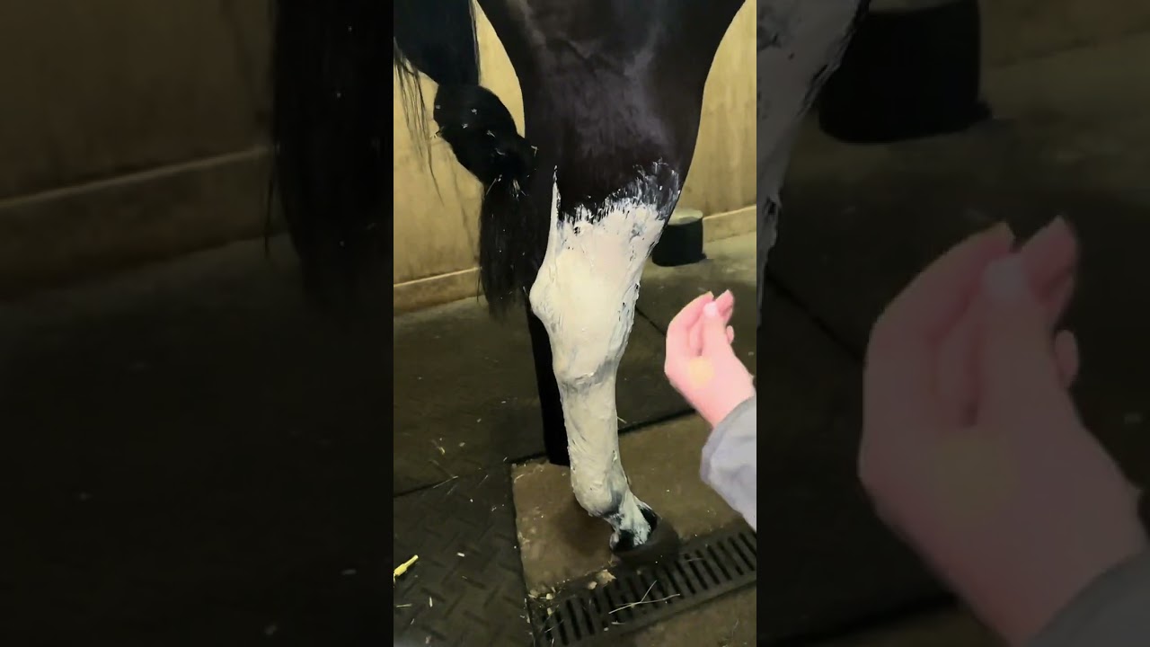 Tips and tricks on how fix a swollen horse legs. #horse #equestrian #horsegirls #animals #problem