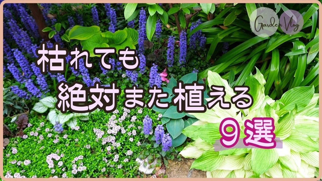 初心者さん必見！枯れたら即リピしたい！ないとさみしい多年草