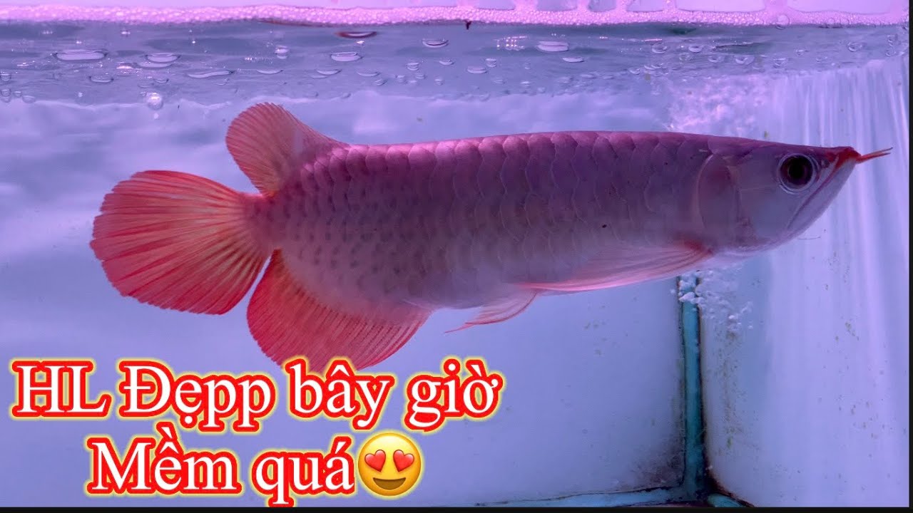 HL Đẹpp BÂY GIỜ MỀM QUÁ MỀM - 403 