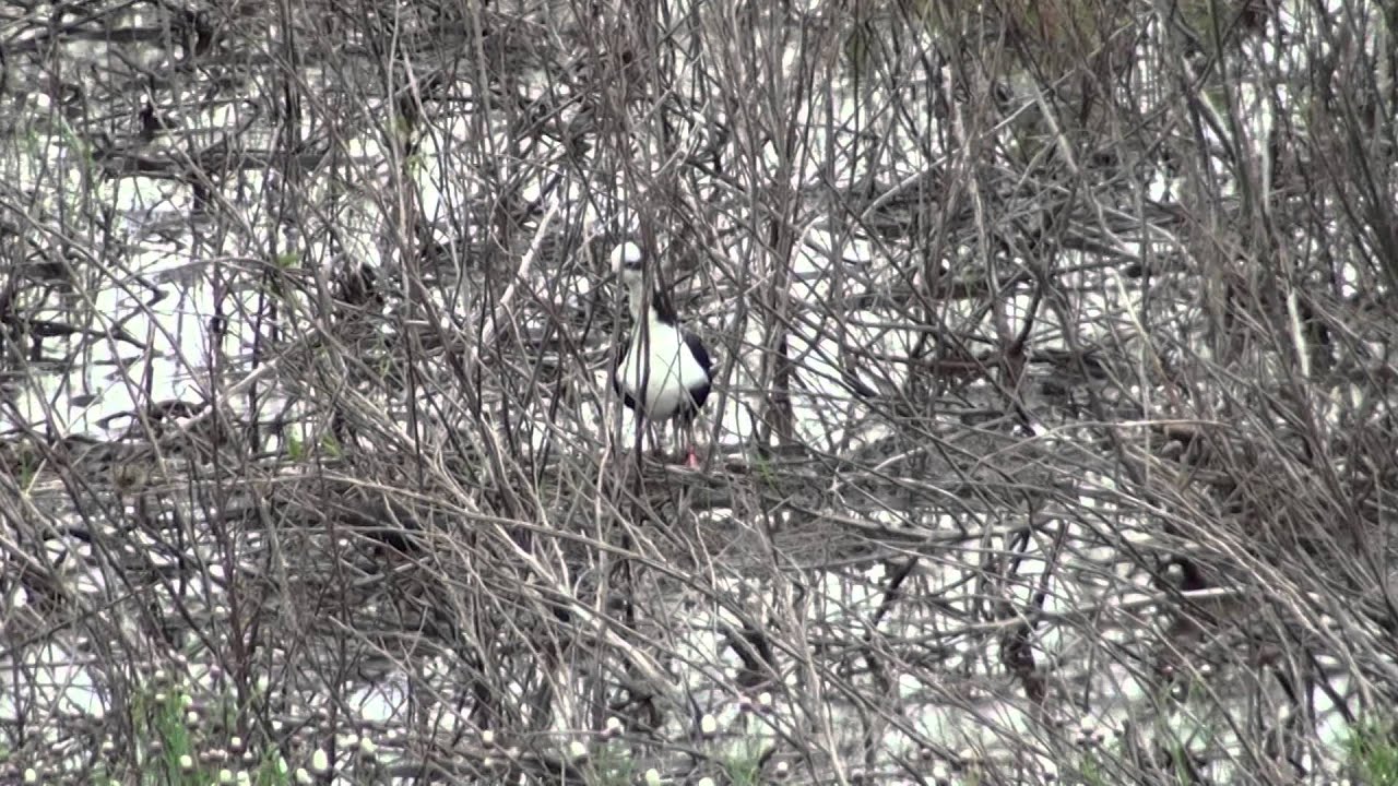 Tero real con cr&iacute;as/Black-necked Stilt with chicks - Roberto Ares