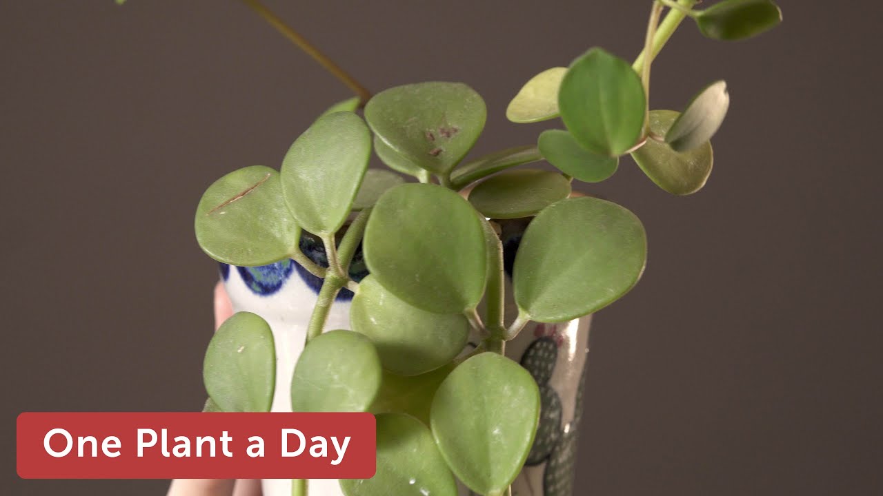Уход за комнатным растением Peperomia sp. 'Hope' &ndash; 335 из 365