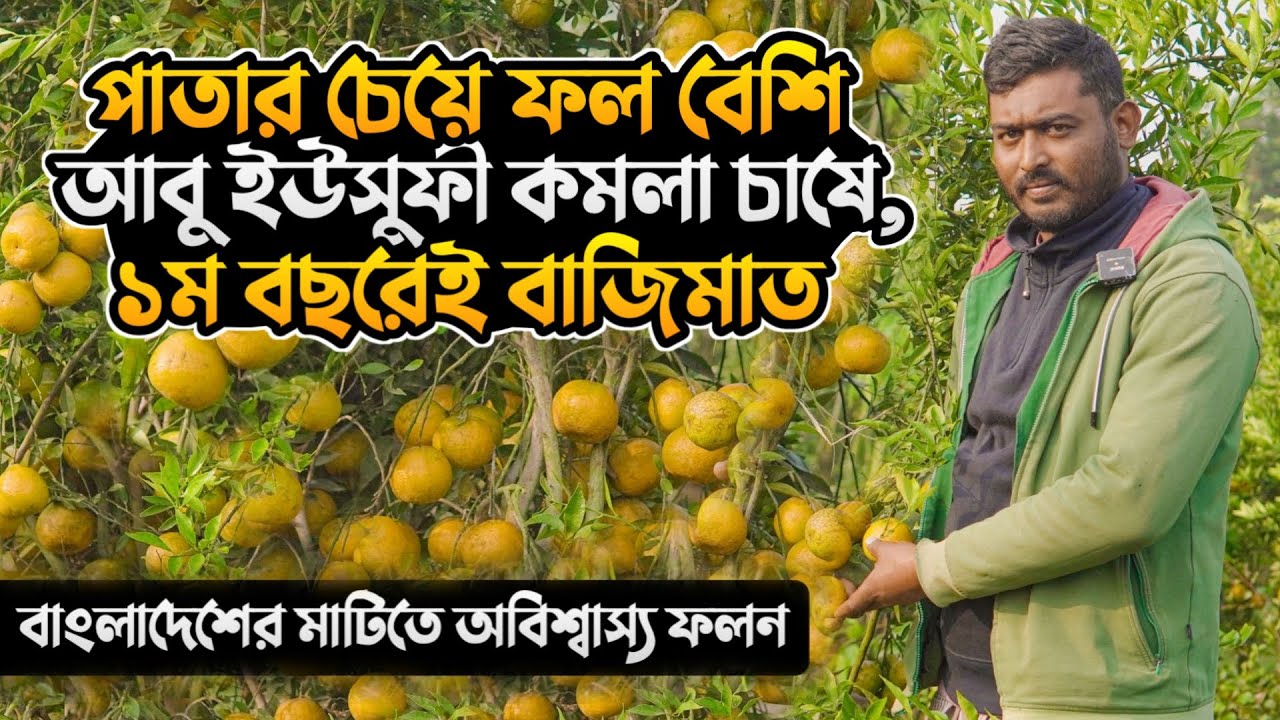 আবু ইউসুফী কমলার চাষ পদ্ধতি | কমলা বাগান | মাল্টা কমলা চাষ | abu yusufi komola | komola chash