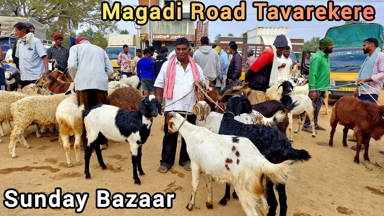 Sunday Bazaar Tavarekere Sheep And Goat Market 