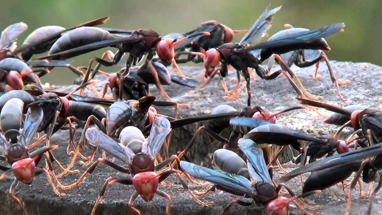 POLISTES CANADENSIS, MARIMBONDO-CABOCLO, POISONOUS INSECTS, Swarm of wasps in defense of the nest.