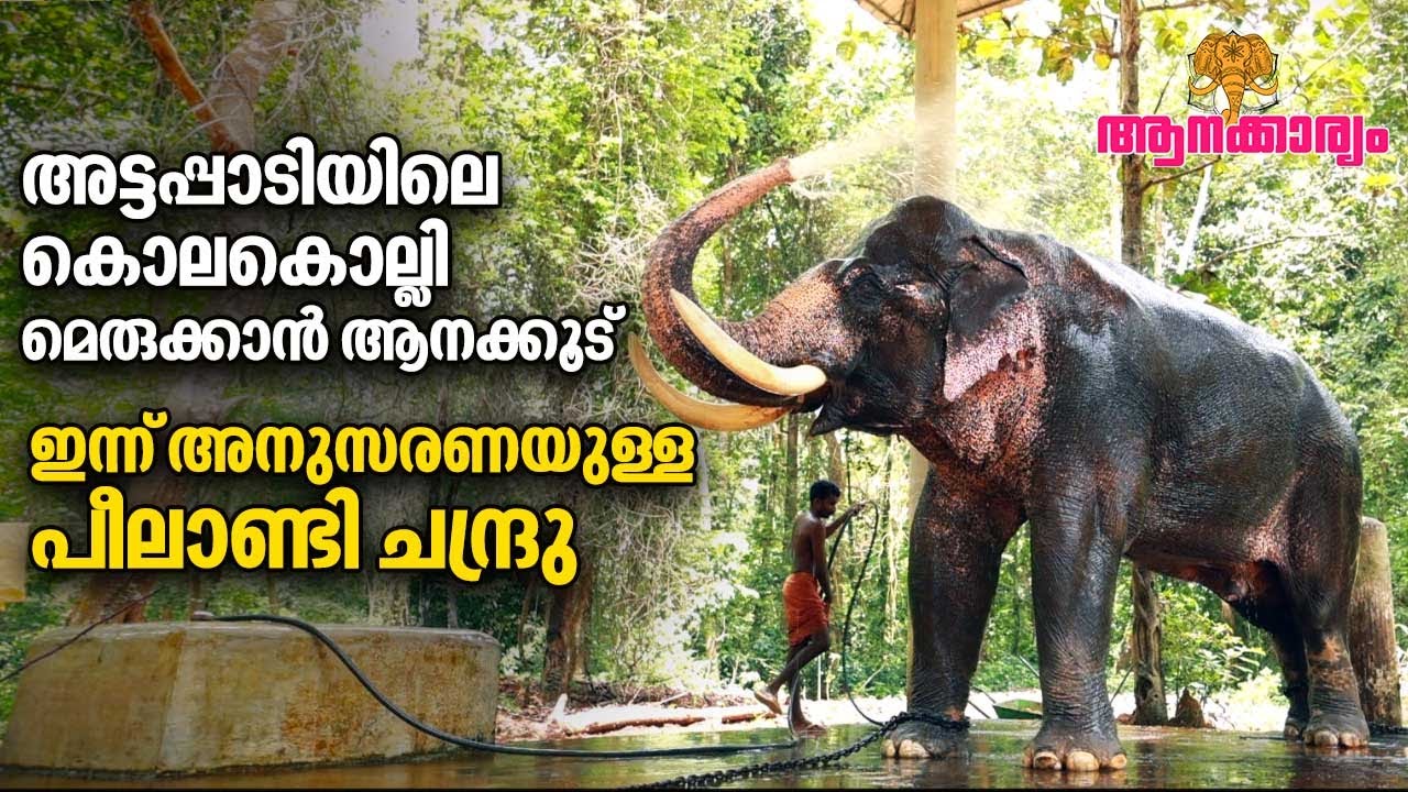 EP 39 | അട്ടപ്പാടിയെ വിറപ്പിച്ച കൊലകൊല്ലി,ഇപ്പോഴും ഇക്കിളി മാറാത്ത പീലാണ്ടി ചന്ദ്രു | Aanakkaryam