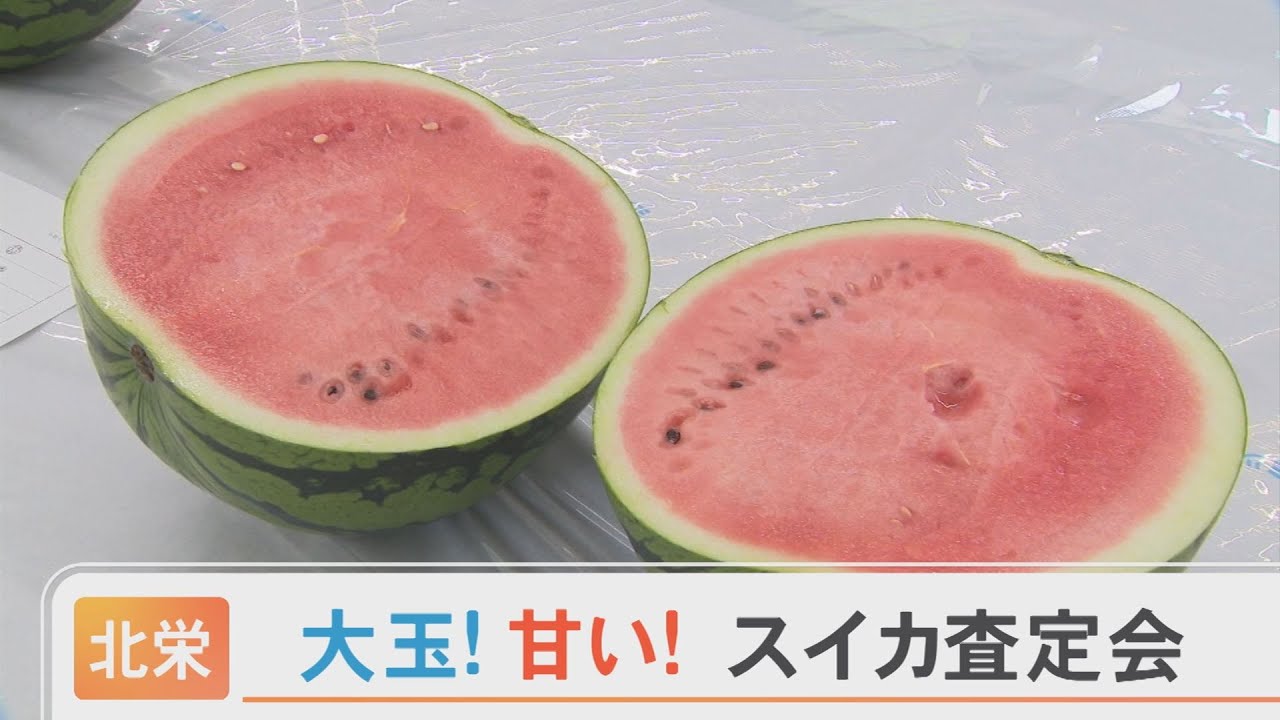 今年のスイカの出来栄えは…「大玉」で「甘い」