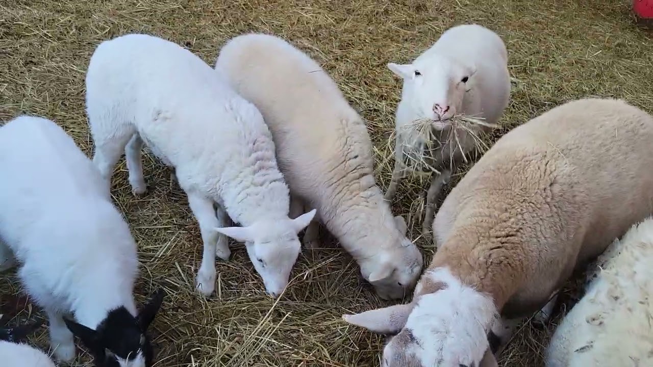 Baby sheep and goats are having breakfast. 
