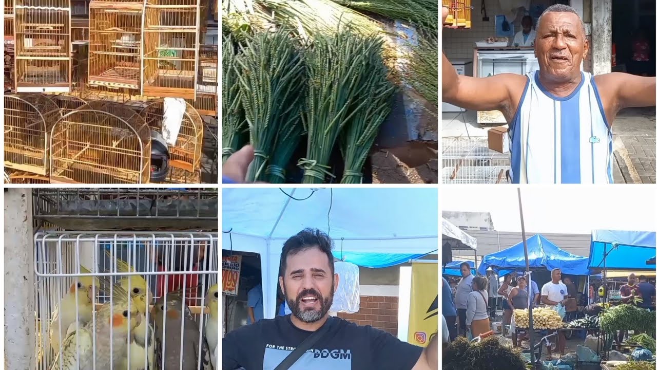 FEIRA DE GAIOLAS E PASSAROS DO CORDEIRO RECIFE/PE  BRASIL.