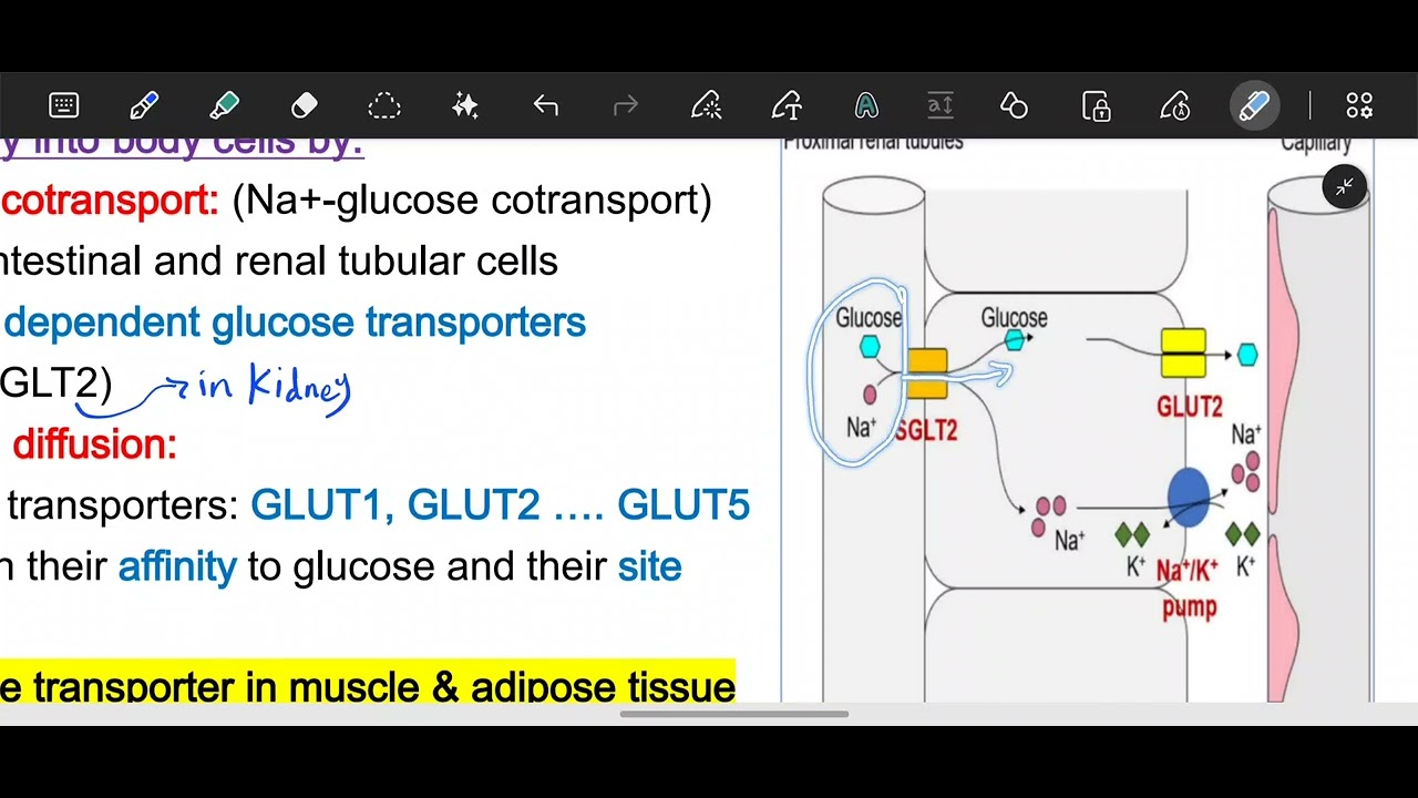 L7 physiology: physiology of pancreatic hormones /Endo 44