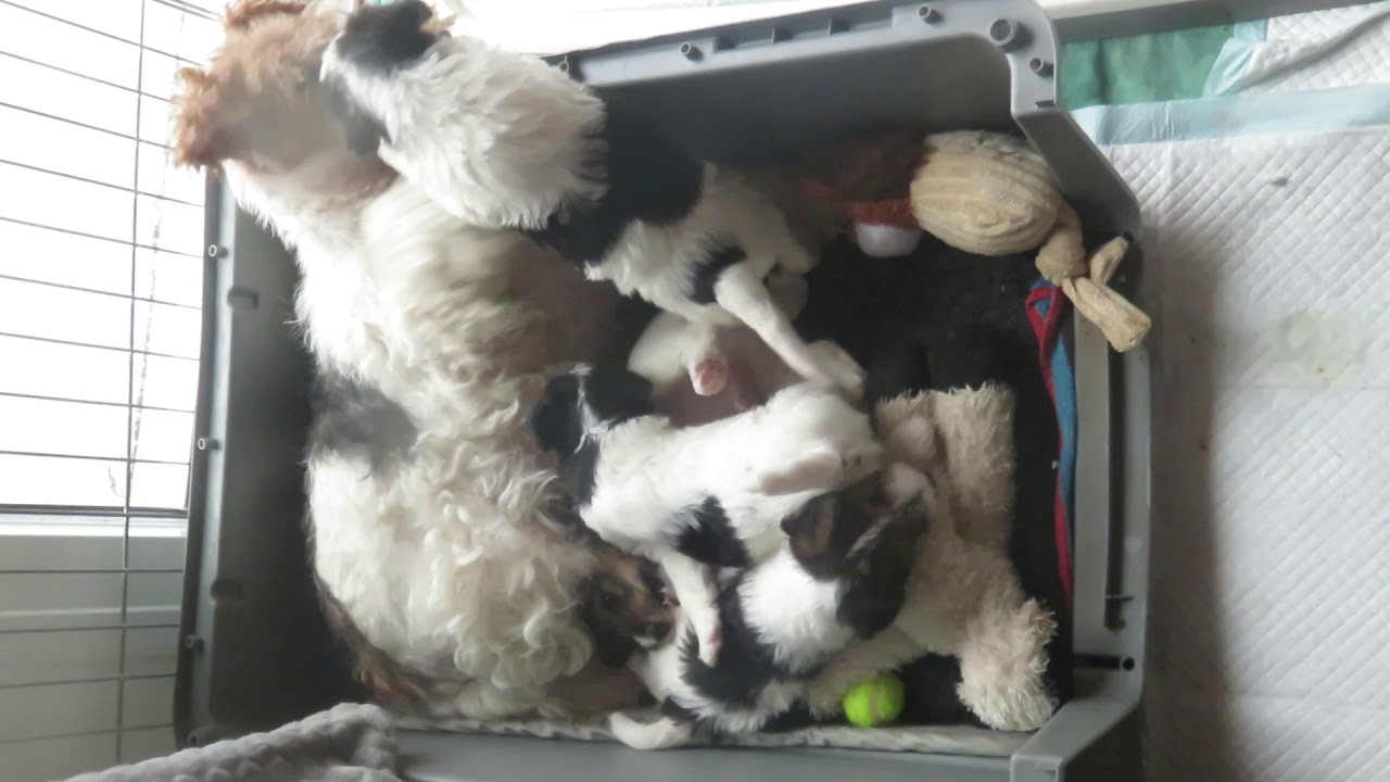 Fox terrier du Plateau des Arconies ; Jewel Mater Dolorosa