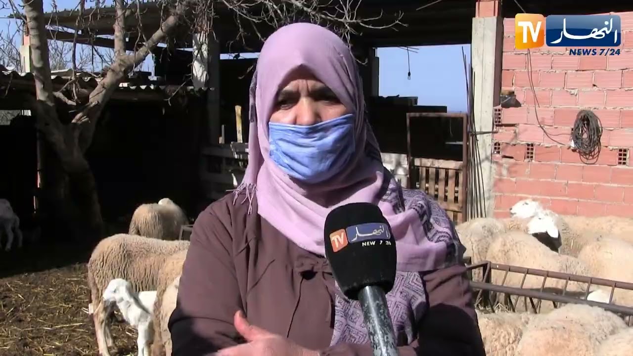 تربية الغنم في سن متقدمة.. السيدة خيرة نموذج المرأة المكـ.افحة