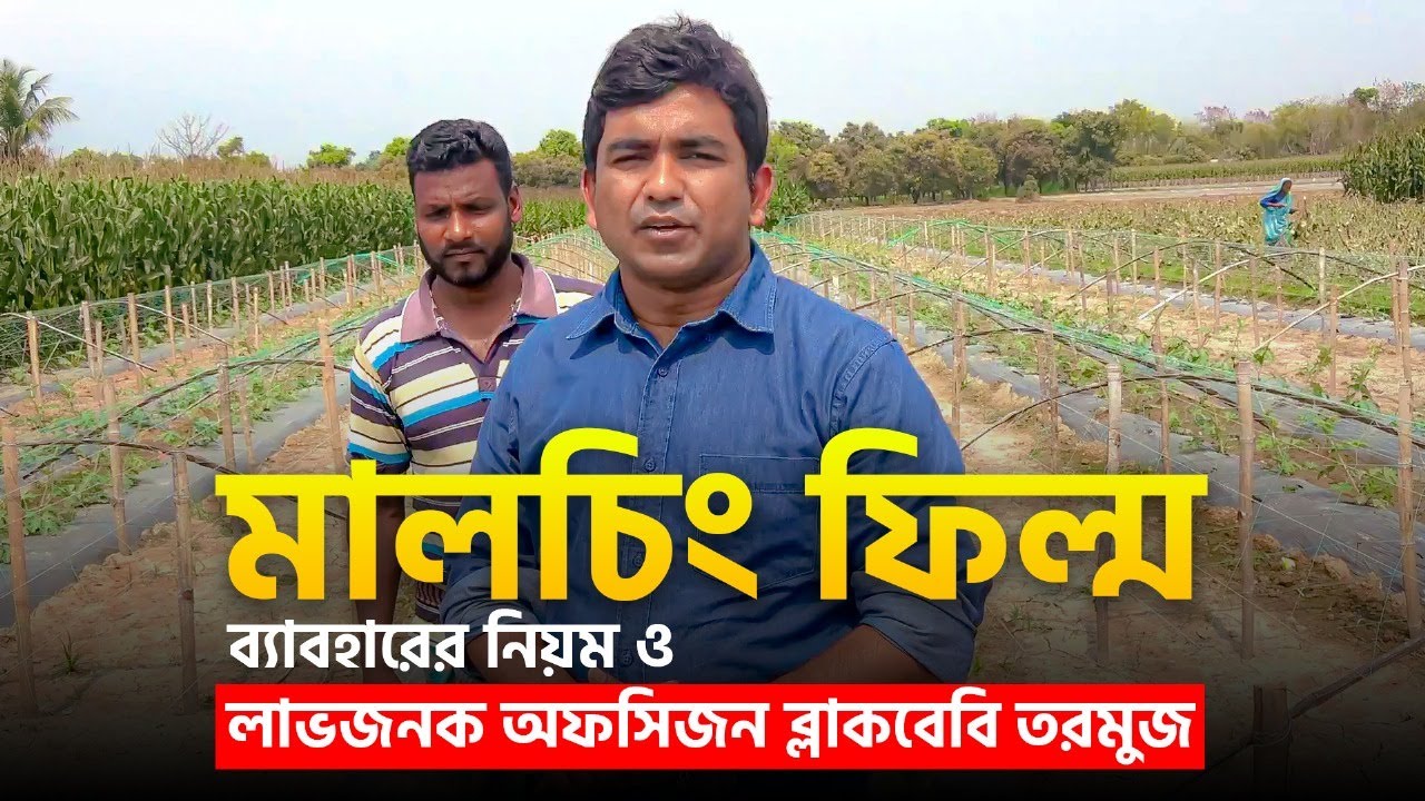 মালচিং ফিল্ম ব্যাবহারের নিয়ম ও লাভজনক অফসিজন ব্লাকবেবি তরমুজ