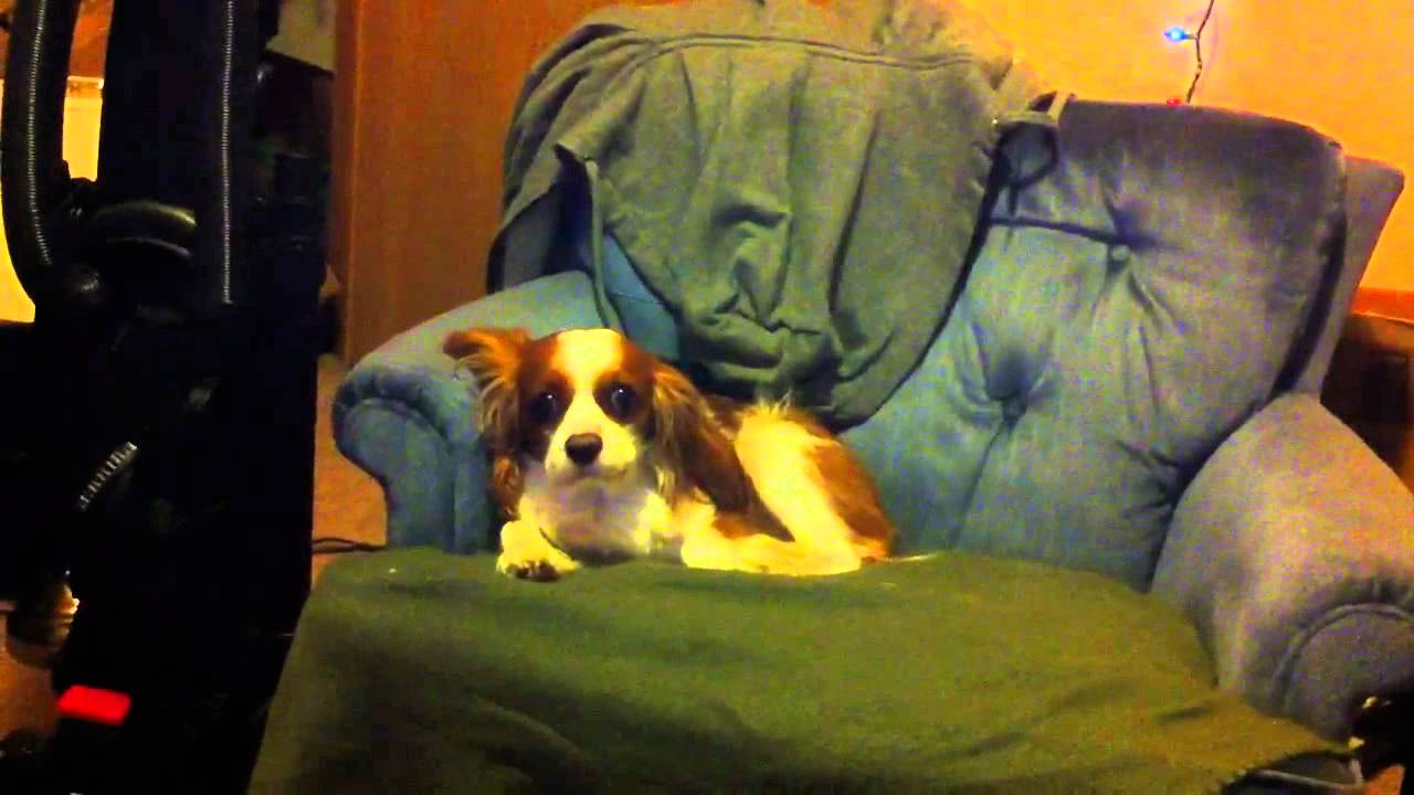 Cavalier King Charles Spaniel Crying/Singing