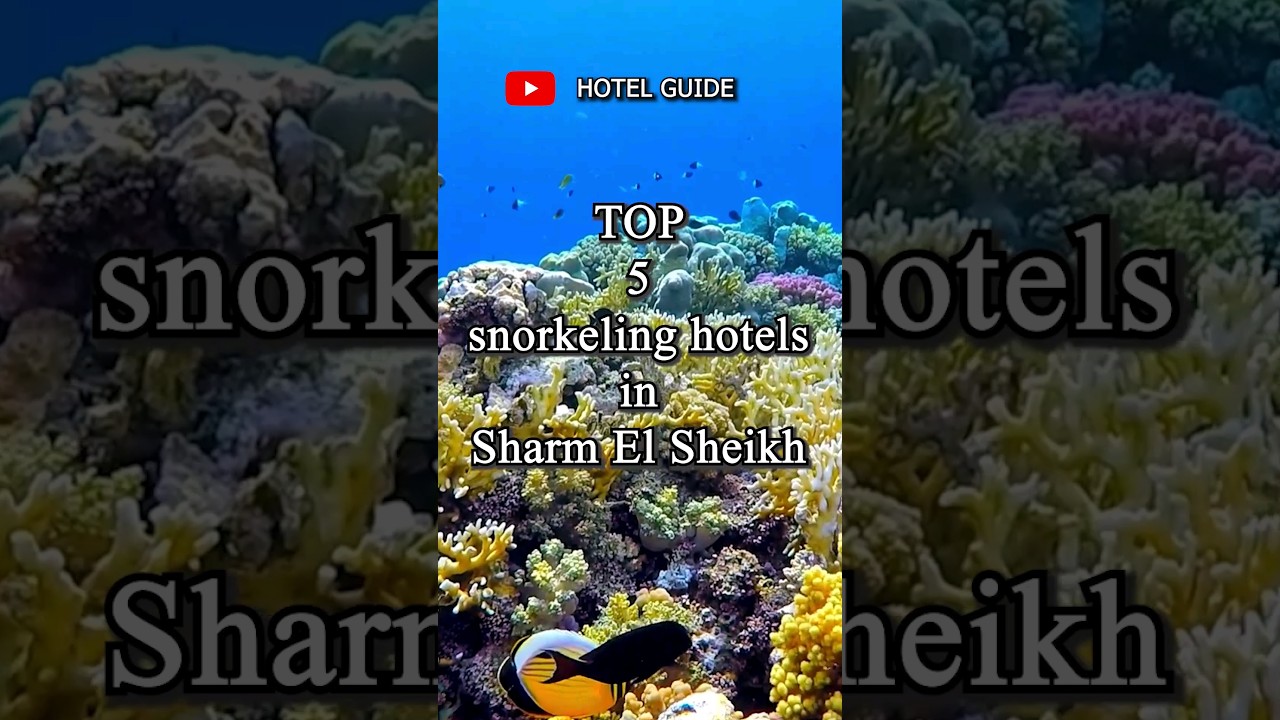 Best hotels for snorkeling in Egypt Sharm El Sheikh #shorts