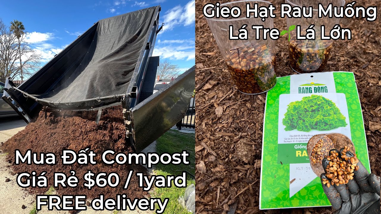Mua Đất Compost $60 Free Delivery Tận Nhà. Gieo Hạt Rau Muống Lá Tre🌱Lá Lớn, Xà Lách Xoăn K050