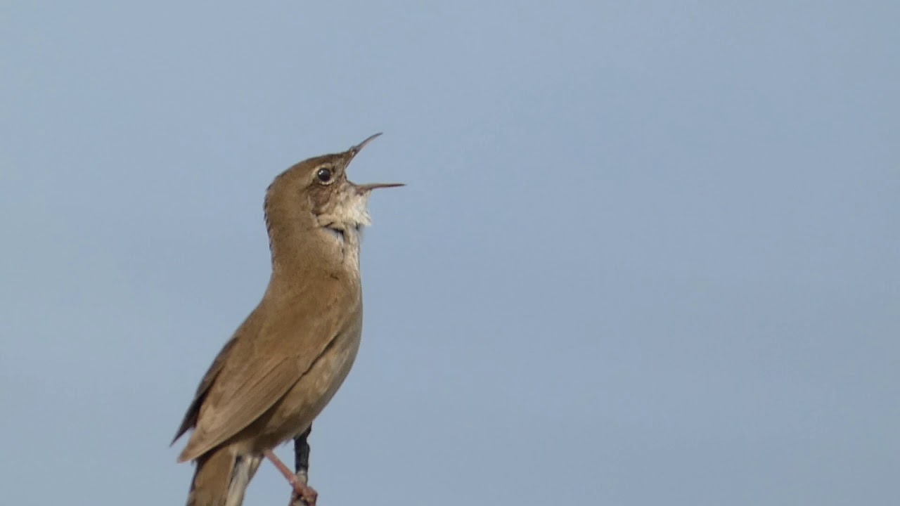 Соловьи́ный сверчо́к (лат. Locustella luscinioides)