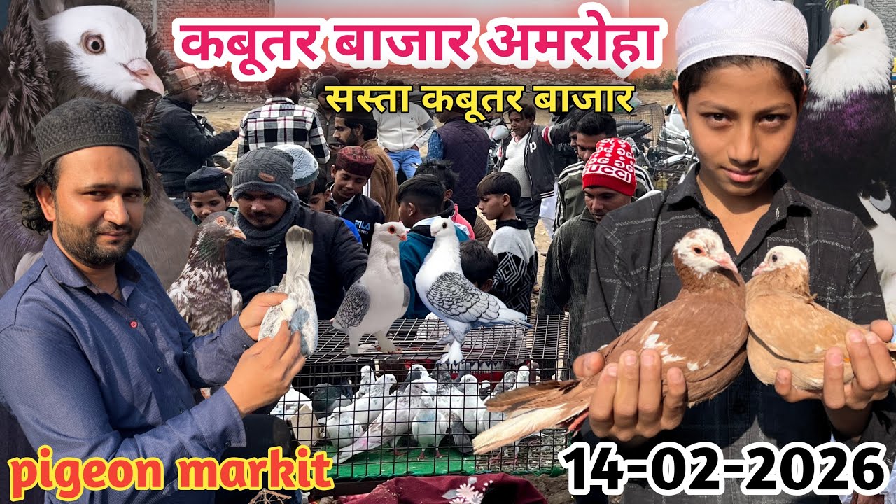 अमरोहा कबूतर बाज़ार 🕊️ 14-02-2026 Amroha Kabootar Markit gola,fancy,madrasi,panjabi kabootar bazar 