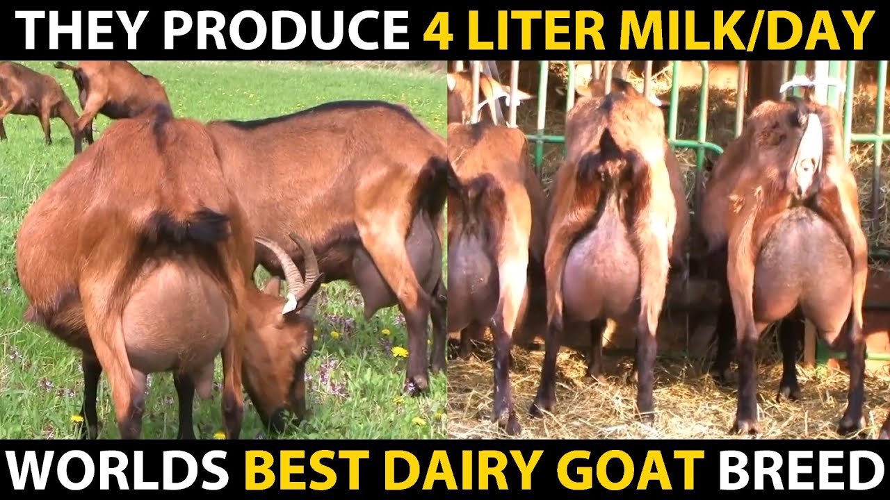 ALPINE GOAT BREED - Highest Milk Producing Goat Breeds in the World | Alpine Goat Farming Guide