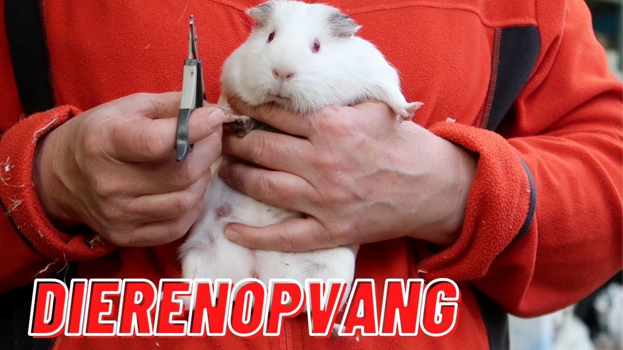 Een nieuwe cavia in de opvang!