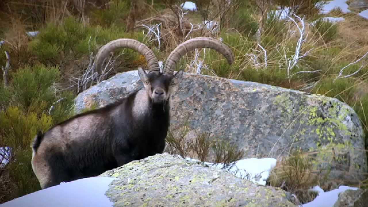 Cabrero y la Red Natura 2000 en el Valle del Jerte