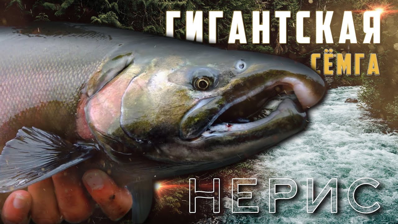 Этот Монстр Размотал Весь Шнур! Сёмга БОЛЬШЕ МЕТРА | Река Нерис Литва