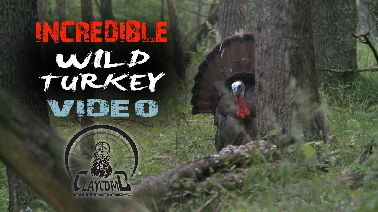 INCREDIBLE wild turkey video | best TURKEY HUNTING videos | REAL turkey talk | FIRED UP 4