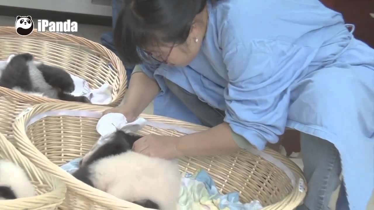 What is the happiest job in the world? A panda nanny!