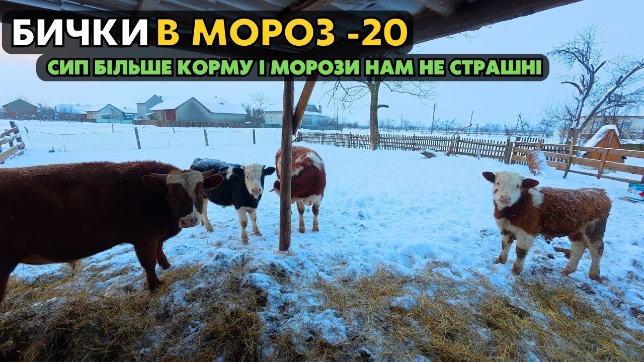 ЯК БИЧКИ ПЕРЕНОСЯТЬ СИЛЬНІ МОРОЗИ! Відгодівля телят зимою. Сип більше корму і морози нам не страшні.