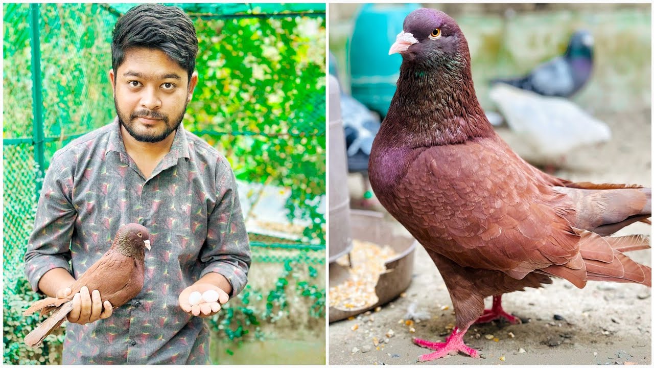 কিং কবুতরের ডিম টেস্ট এবং যা হয়েছে 😐