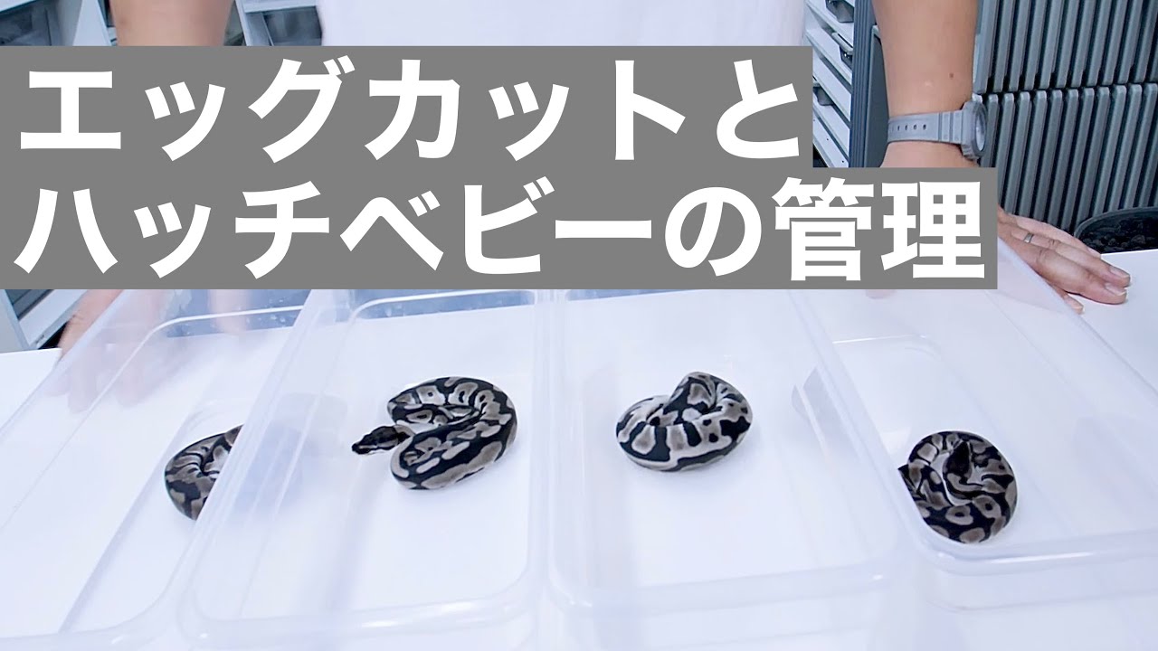 【エッグカット#7】レオパードアザンクラッチとハッチベビーの管理【ボールパイソン】