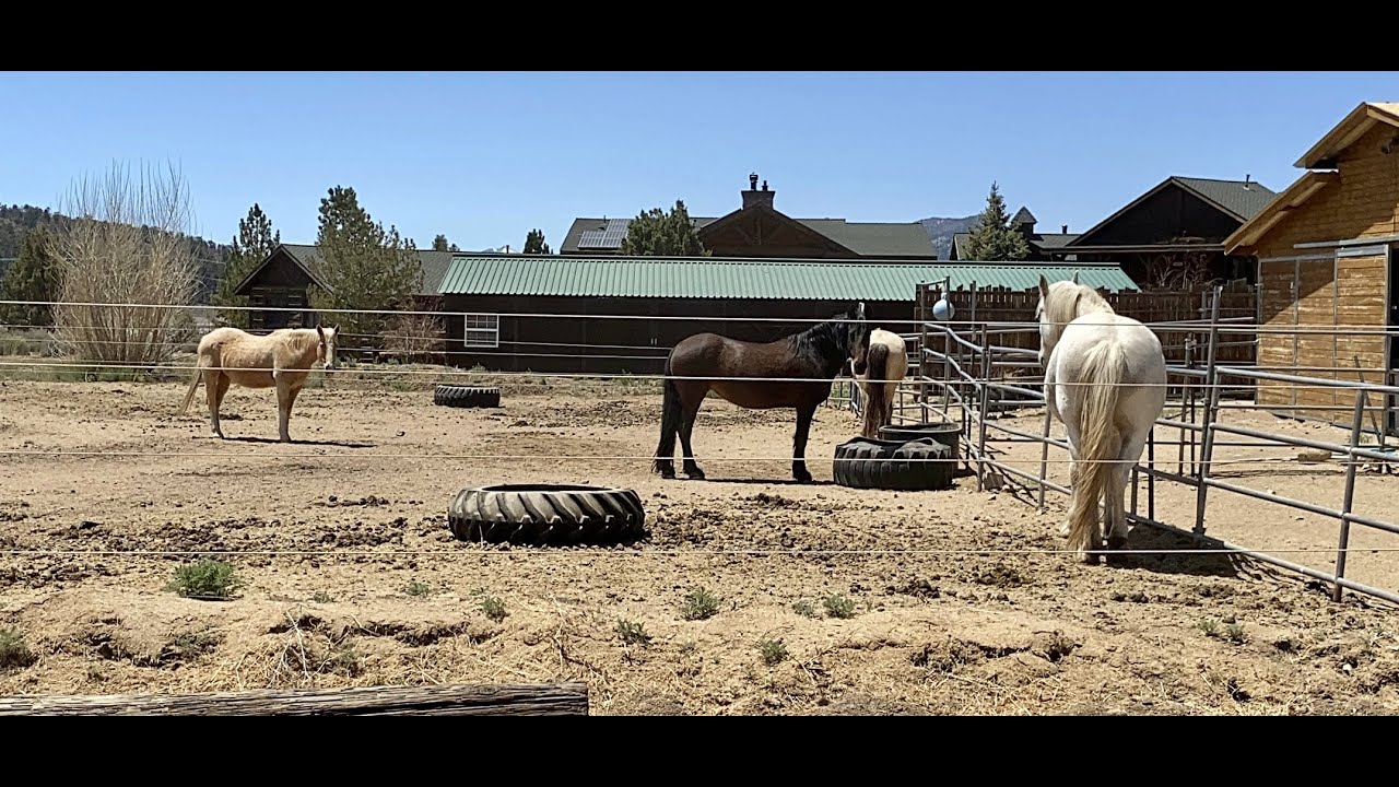 Big Bear's Hidden Neighborhood/ town. Just beautiful. Above Baldwin Lake. Equestrian area. 5/1/2023