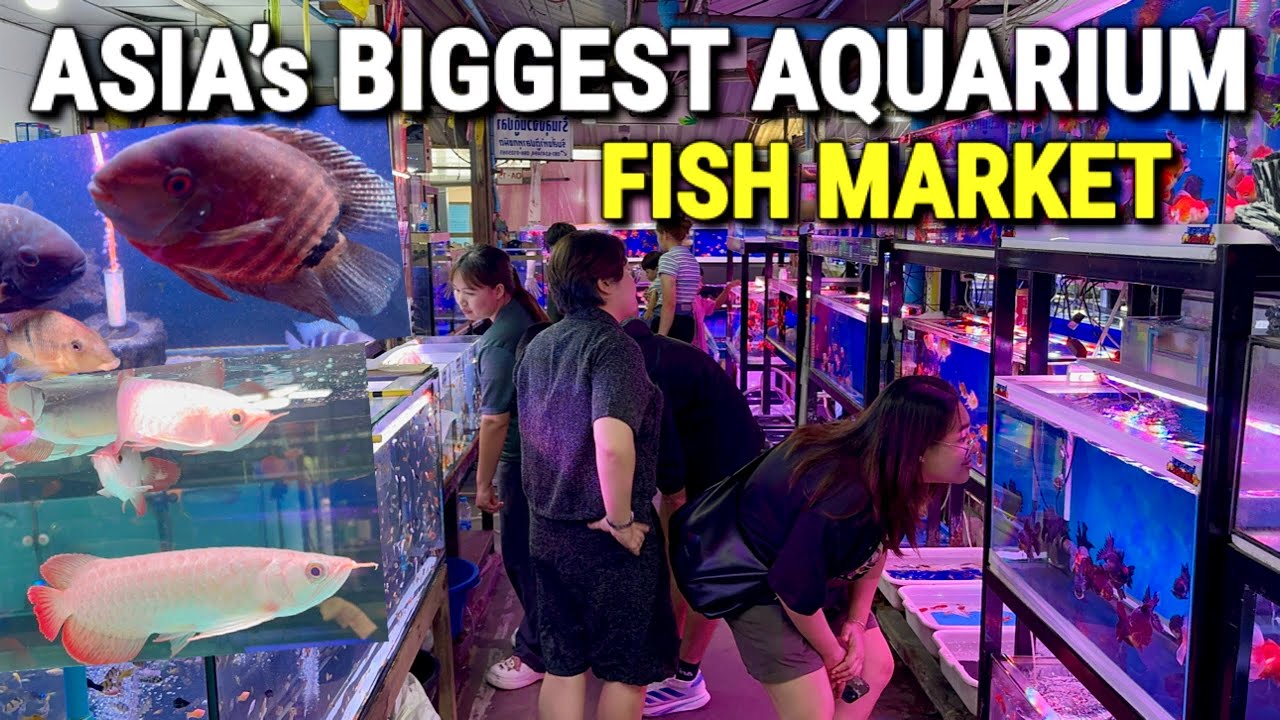 Inside BANGKOK’s Chatuchak Aquarium Market in Thailand! 🇹🇭 The LARGEST AQUARIUM Fish Market in ASIA!