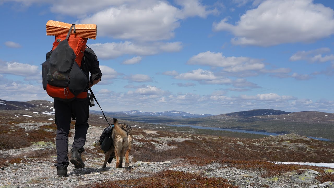 Grövelsjön, tre dagars ensamvandring med hund i Långfjället och Töfsingdalen.