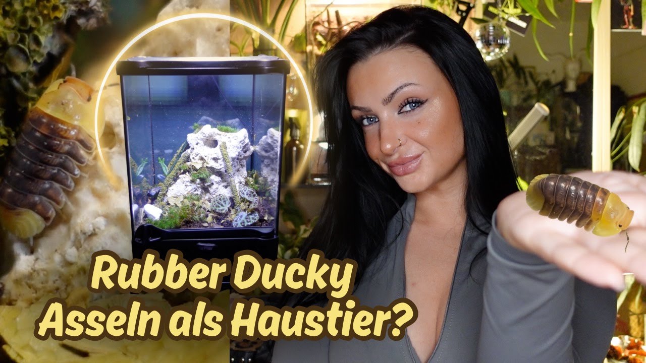Die süßeste Assel eva zieht in mein neues Terrarium ein!💛🌿