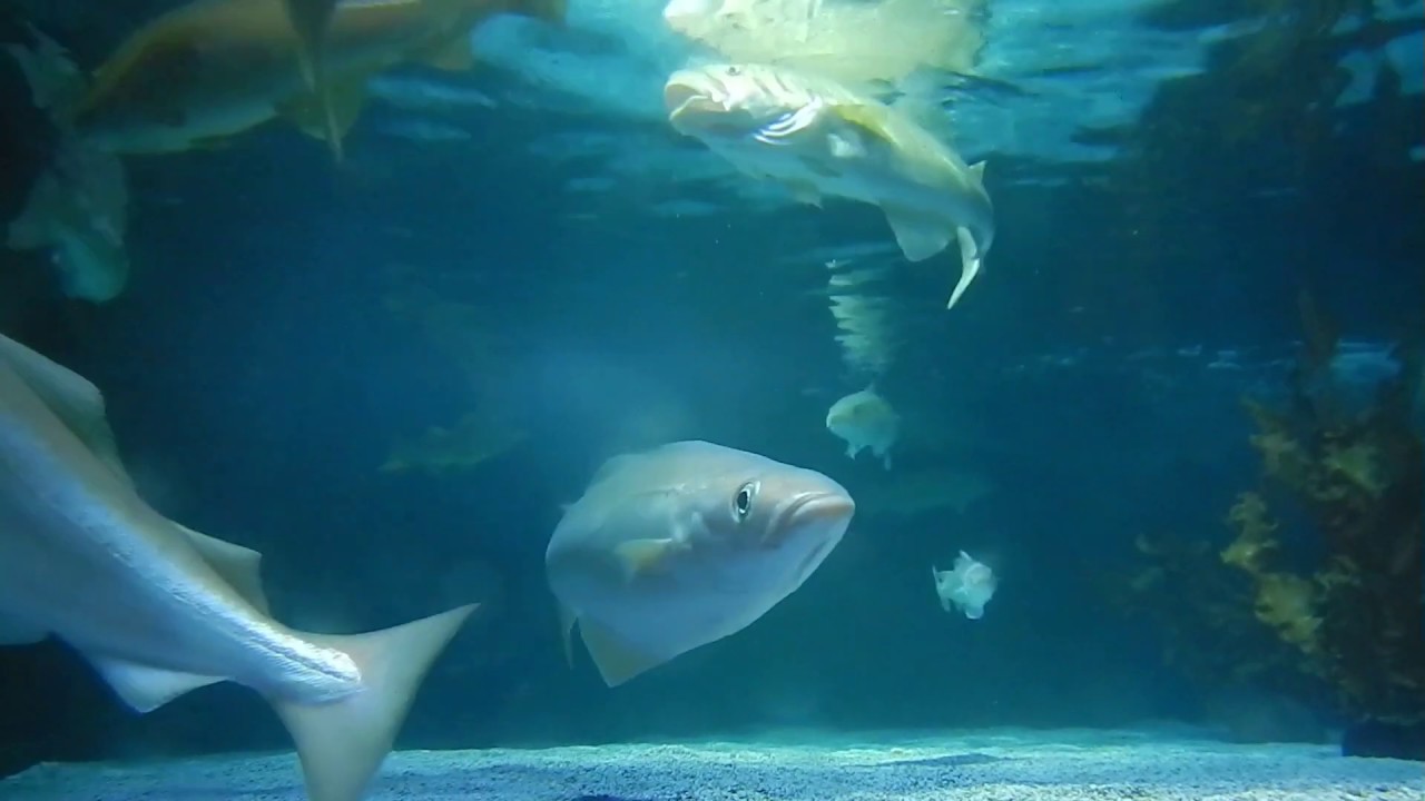 Kabeljau im Sealife Timmendorfer Strand