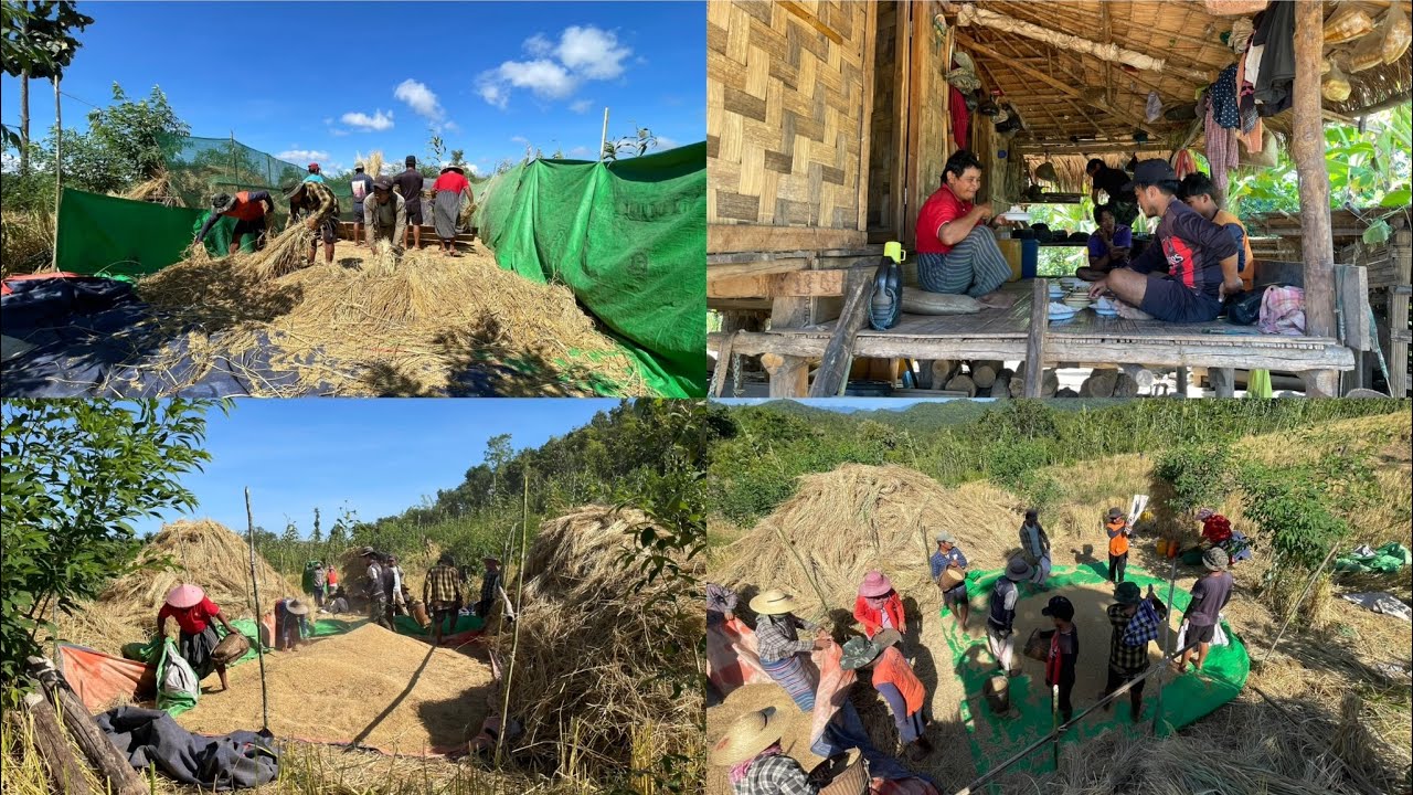 စပါးပုတ်ရင် အရက်နဲ့ခေါင်ရည်ဝိုင်းထိုင်ပြီးစကားစနောက်တာလေးကိုသဘောကျတယ်ပျော်လည်းပျော်တယ်🌾