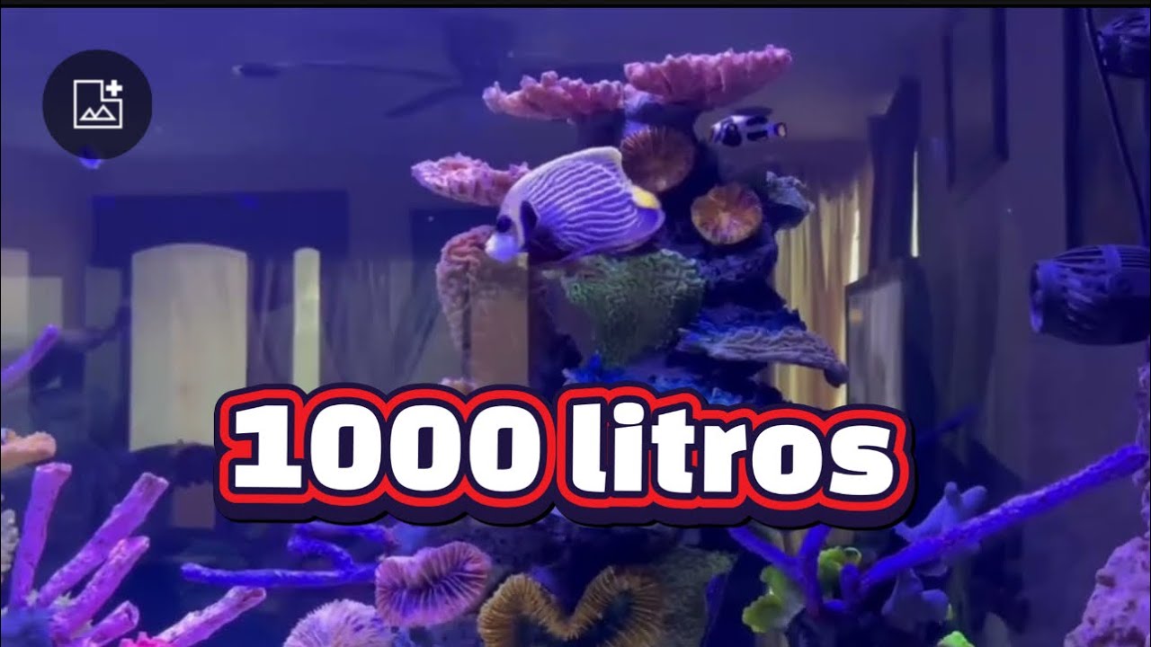 Acuario marino 1000 litros solo peces Guadalupe 😱😱