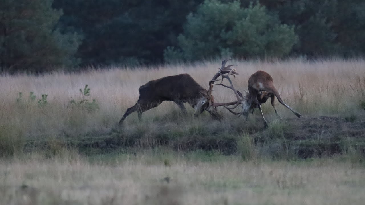 Bronst gevecht in het veld / Rutting battle in the field