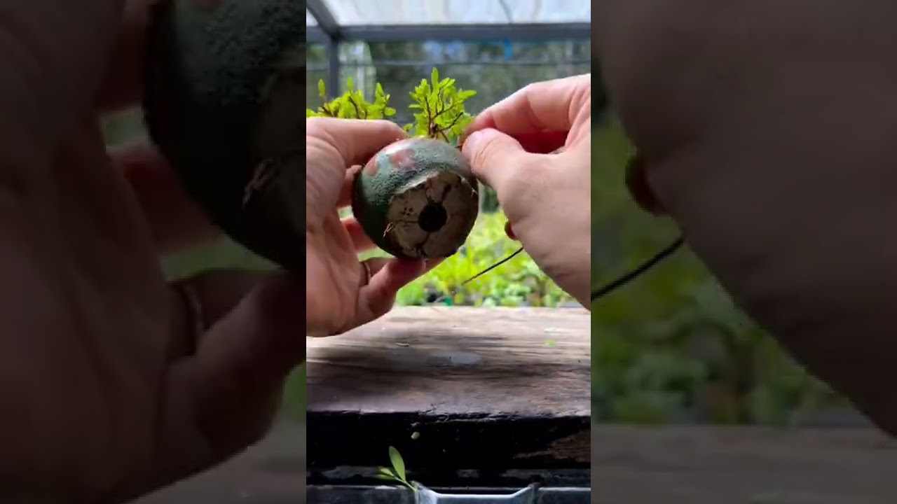 I'll teach you how to cut bonsai tree at home fast and easy 07 #shorts