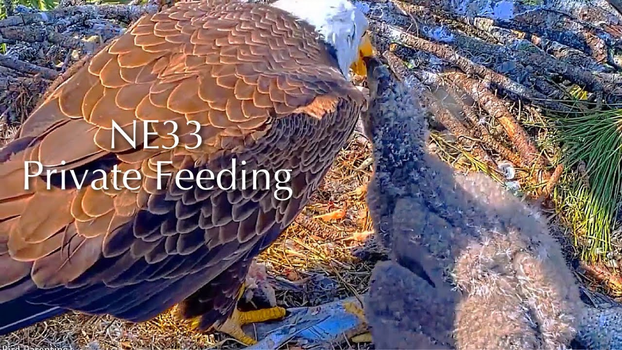 #246🦅NE32🐥29° & NE33🐥27°／NEFL 2025-2026／Gabby💗Beau／by American Eagle Foundation